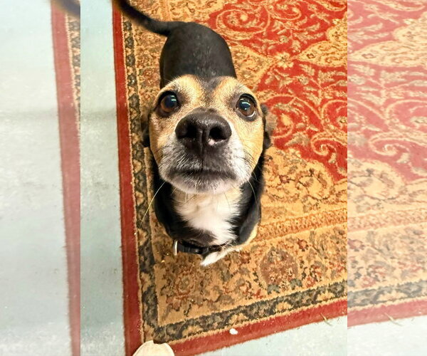 Medium Photo #2 Chiweenie Puppy For Sale in NEWPORT NH, NH, USA