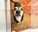 Small #1 Chiweenie