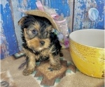 Small #11 Yorkshire Terrier
