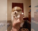 Small Photo #6 Pomeranian Puppy For Sale in HAWLEY, PA, USA