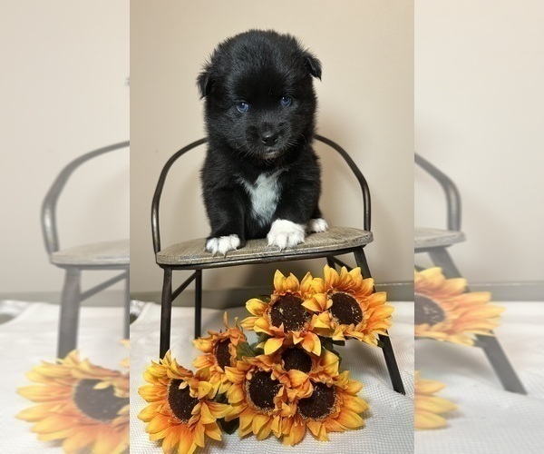 Medium Photo #3 Pomsky Puppy For Sale in DE SOTO, KS, USA