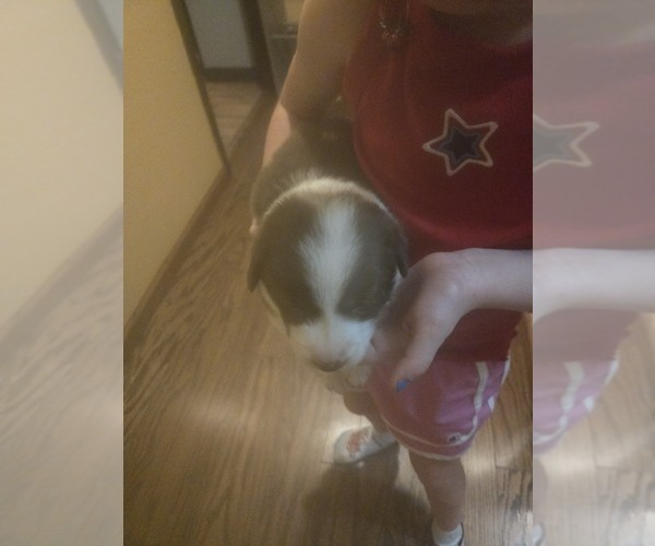 Medium Photo #1 Border Collie Puppy For Sale in LEBANON, MO, USA