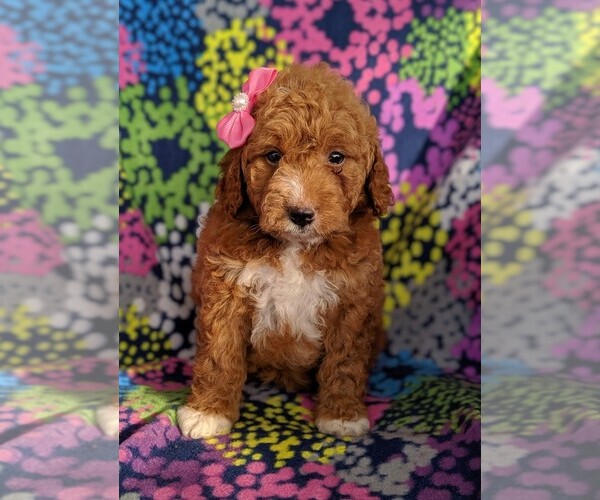 Medium Photo #2 Goldendoodle-Poodle (Miniature) Mix Puppy For Sale in LANCASTER, PA, USA