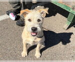 *CARSON - Male Mutt Dog for Adoption - Small photo