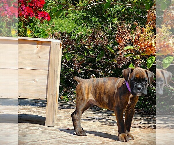 Medium Photo #2 Boxer Puppy For Sale in MAYSVILLE, GA, USA
