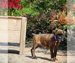 Small #1 Boxer
