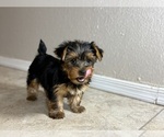 Small #3 Yorkshire Terrier