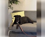 Small #14 Carolina Dog-Labrador Retriever Mix
