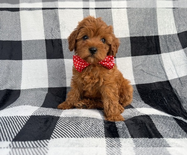 Medium Photo #3 Cavapoo (Miniature) Puppy For Sale in LAKELAND, FL, USA