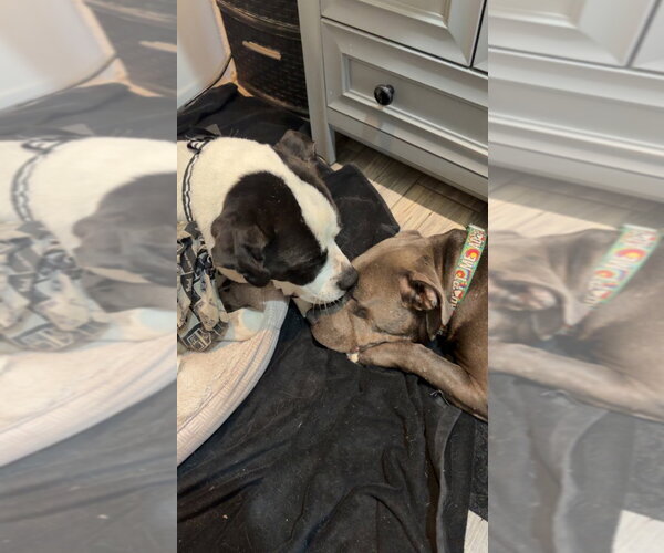 Medium Photo #40 American Staffordshire Terrier-Unknown Mix Puppy For Sale in Lake Forest, CA, USA