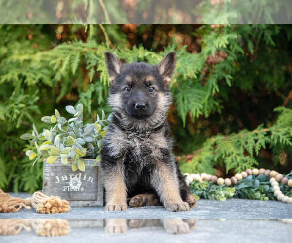 Medium Photo #5 German Shepherd Dog Puppy For Sale in BREMEN, IN, USA