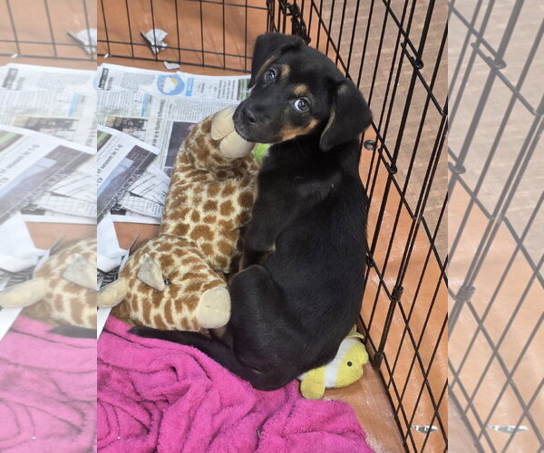 Medium Photo #2 German Shepherd Dog-Unknown Mix Puppy For Sale in SHERBURNE, NY, USA