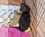 Small #1 German Shepherd Dog Mix