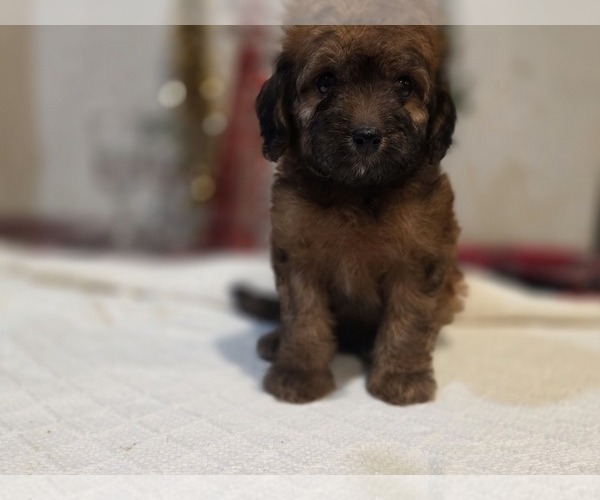 Medium Photo #11 Goldendoodle (Miniature) Puppy For Sale in DUBLIN, TX, USA