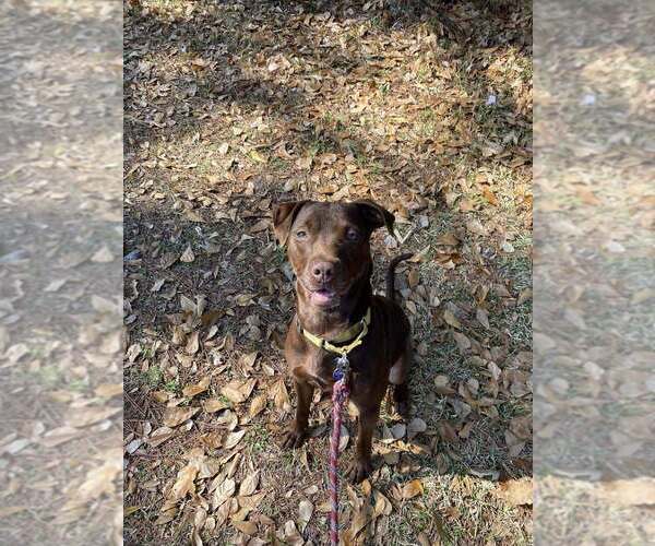 Medium Photo #7 Mutt Puppy For Sale in Abbeville, LA, USA