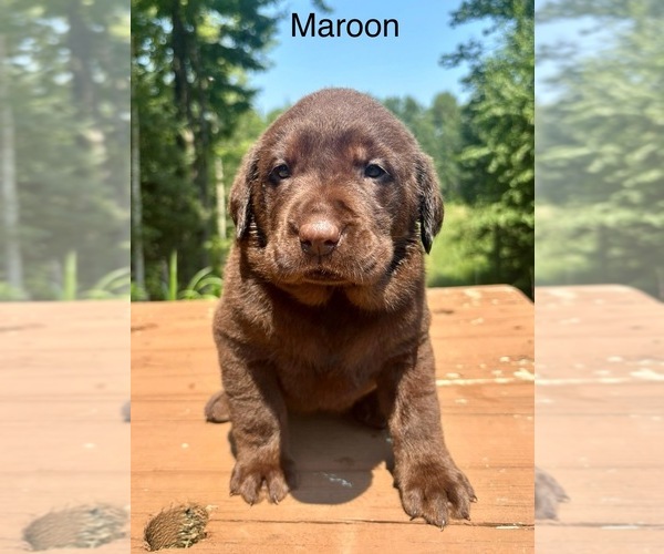 Medium Photo #10 Labrador Retriever Puppy For Sale in STANLEY, WI, USA