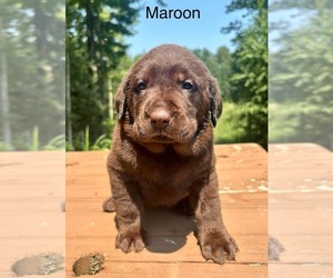 Medium Labrador Retriever