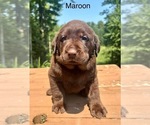 Puppy Maroon Labrador Retriever