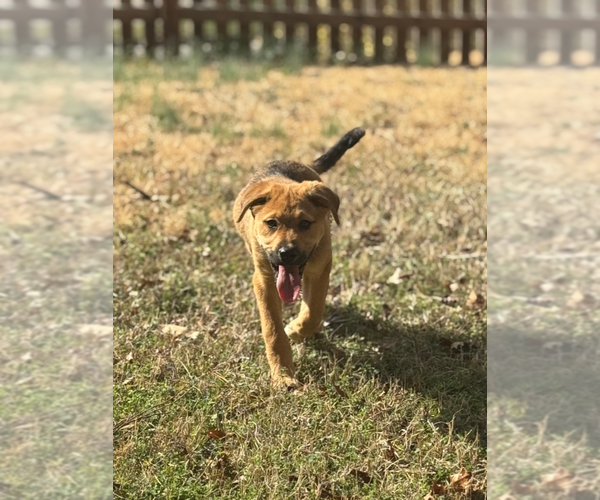 Medium Photo #6 Australian Shepherd-Unknown Mix Puppy For Sale in Holly Springs, NC, USA