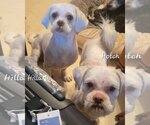 Small Photo #4 Shih Tzu Puppy For Sale in San Antonio, TX, USA