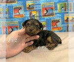 Small #1 Yorkshire Terrier