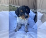 Puppy Ella Beagle-Cardigan Welsh Corgi Mix