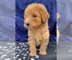 Puppy JOEY Goldendoodle