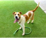 Small #1 Labrador Retriever Mix
