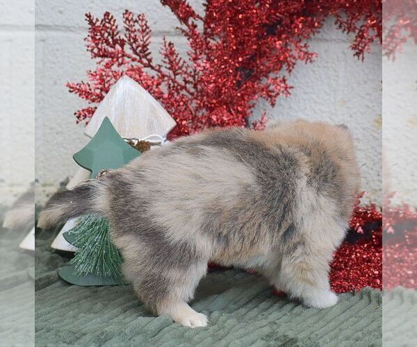 Medium Photo #3 Pomsky Puppy For Sale in HONEY BROOK, PA, USA