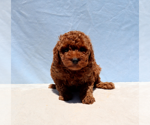 Medium Photo #2 Poodle (Toy) Puppy For Sale in LOS ANGELES, CA, USA