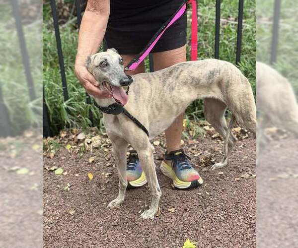 Medium Photo #4 Greyhound Puppy For Sale in Cherry Hill, NJ, USA
