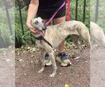 Small #3 Greyhound