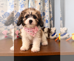 Litter of 4 - Male(s) and Female(s) Cockapoo (Miniature)Litter of Puppies for Sale - Photo #37