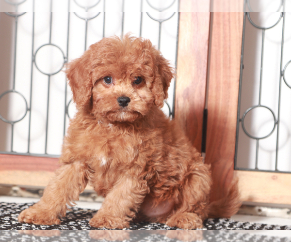 Medium Photo #2 Cavapoo Puppy For Sale in NAPLES, FL, USA