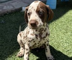 Puppy Puppy 5 Dalmatian