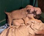 Small Photo #2 Pug Puppy For Sale in EAST BRIDGEWATER, MA, USA