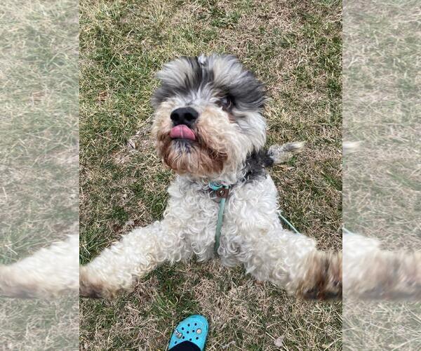 Medium Photo #3 Havachon Puppy For Sale in Front Royal, VA, USA