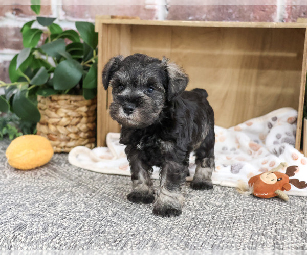 Medium Photo #3 Schnauzer (Miniature) Puppy For Sale in SYRACUSE, IN, USA