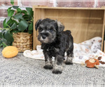 Small #2 Schnauzer (Miniature)