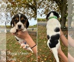 Puppy Maggies Green Beagle