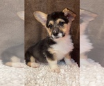 Small Photo #1 Pembroke Welsh Corgi Puppy For Sale in MARTINSVILLE, IN, USA