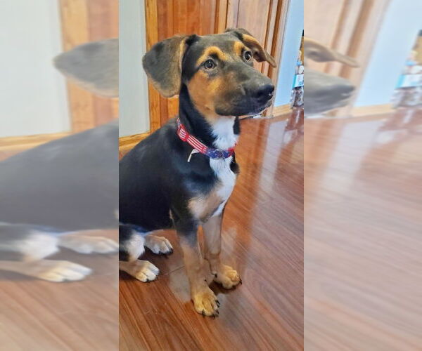 Medium Photo #6 Mutt Puppy For Sale in Genesee, WI, USA