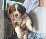 Small Photo #5 Miniature American Shepherd Puppy For Sale in WALLER, TX, USA