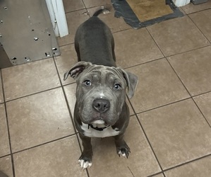 American Bully Puppy for sale in ASHLAND, VA, USA