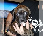 Puppy Jazmine Jazzy American Pit Bull Terrier