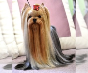 Yorkshire Terrier Puppy for sale in ROANOKE, VA, USA