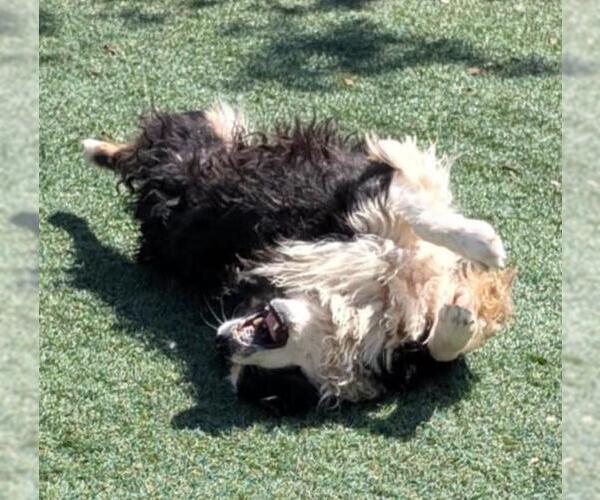 Medium Photo #3 Border-Aussie Puppy For Sale in Rockwall, TX, USA