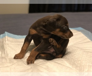 Doberman Pinscher Puppy for sale in SPRINGFIELD, IL, USA