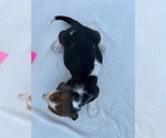 Small #16 Basset Hound