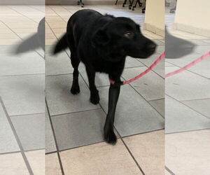 Labrador Retriever-Unknown Mix Dogs for adoption in Virginia Beach, VA, USA